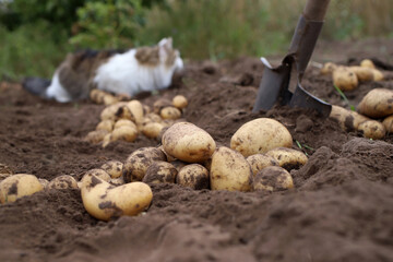 autumn harvesting of the potato harvest in the garden	