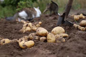 autumn harvesting of the potato harvest in the garden