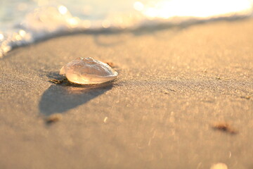 Meduza © Artur