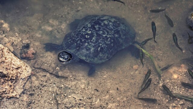 Turtle swimming with fishes in a pond, closeup shot