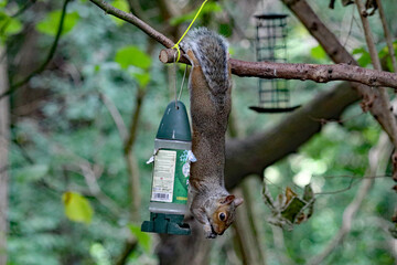 A beautiful portrait image of a wild squirrel in the forest. This forest is located in Preston, Lancashire and is home to many wildlife.