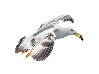 seagull isolated on white