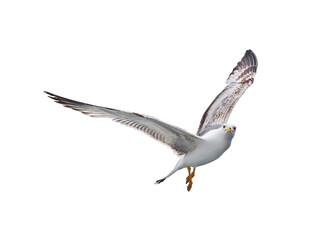 seagull in flight isolated looking at the camera