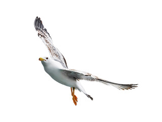 Fototapeta premium seagull in flight
