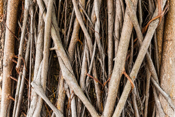 close-up of banyan trunk in the park