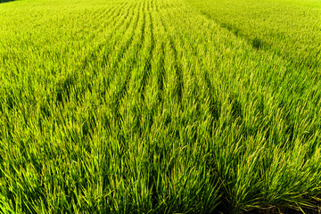 Obraz premium View of large area rice crop field in Taiwan