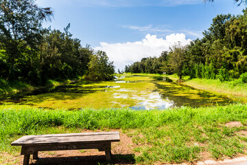 Beautiful view of Pipa Lake at Taitung Forest Park in Taiwan. The scenic Pipa Lake is a habitat of aquatic animals and plants.