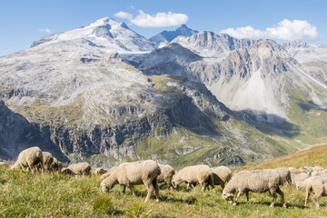troupeau de moutons sur les montagnes alpines en face du glacier de la Grande Motte dans le Parc de la Vanoise en Haute Tarentaise en Savoie en &eacute;t&eacute;