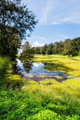Beautiful view of Pipa Lake at Taitung Forest Park in Taiwan. The scenic Pipa Lake is a habitat for aquatic animals and plants.