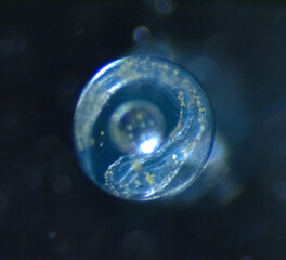 72 h egg of sea bass dicentrarchus labrax 2