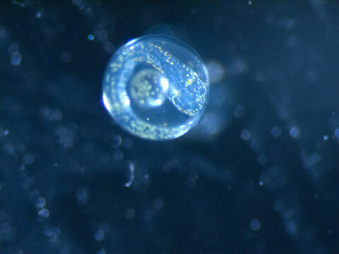 72 h egg of sea bass dicentrarchus labrax