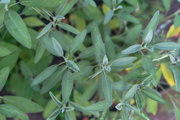 Sage officinalis (Salvia officinalis) - stages of growth