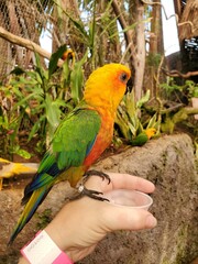 Bird Beak Parrot Feather Terrestrial plant Adaptation