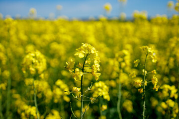 Obraz premium Close up blooming rapeseedin agricultural field. Rapeseed is grown for the production of animal feeds, vegetable oils and biodiesel