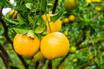 Close-up of orange fruits in the orchard of Taichung, Taiwan.