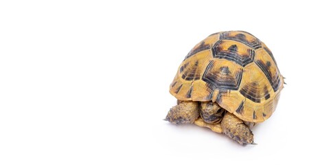 Turtle isolated on white background. Copy space.