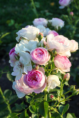 Vesalius flower head of a rose in de Guldemondplantsoen Rosarium in Boskoop