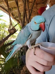 Bird Hand Beak Parrot Macaw Finger