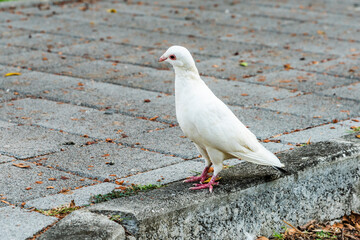 Close-up of wild pigeons on the ground in Taichung Park, Taiwan.