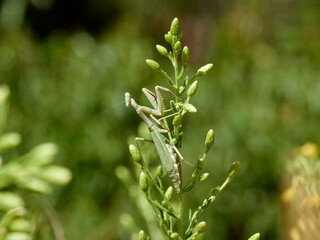 Mediterranean mantis on a plant. Iris oratoria.