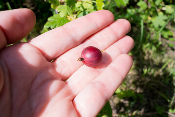 One berry from gooseberry bush lays on a female hand on sunny day outdoors