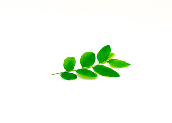 Fototapeta na wymiar Single stem of Katuk (Sauropus androgynus) plant with dark green, oval-shaped leaves isolated on white background