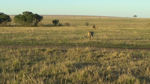 Lioness chasing two antelopes, antelopes run away