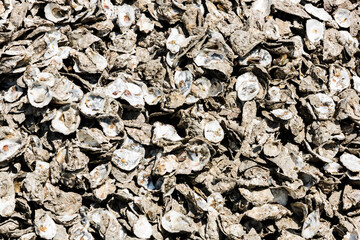 A large number of oyster shells as an abstract background