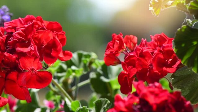 Geranium red flower. Beautiful geranium flowers blooming on a terrace, outside. Nature. Slow motion. Pelargonium. Geranium Peltatum. Garden, gardening. Slow motion