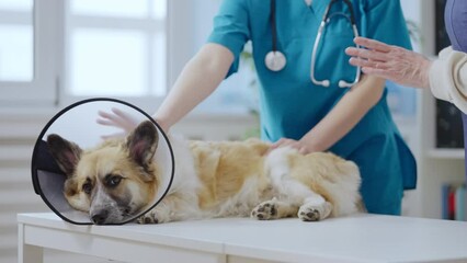 Unhappy corgi dog in vet collar lying in animal clinic after surgery, pet care