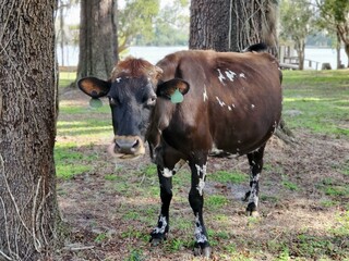 Plant Working animal Tree Natural material Grazing Terrestrial animal