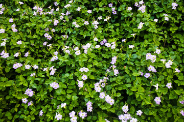Obraz na płótnie Canvas a bed of Chinese violet plants or also known as coromandel (Asystasia gangetica) with beautiful blooming purple flowers