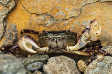 a crab is sitting on a rock