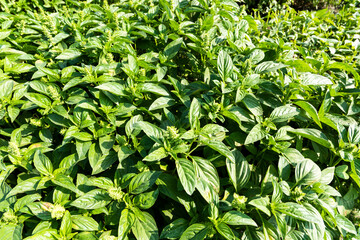 Close-up of Green Basil leaves (Ocimum basilicum) in the farmland of Changhua, Taiwan.