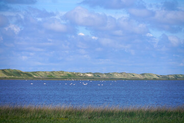 Brackish water lake with white waterfowl with high dune landscape near Thyborøn in Jutland, Travel, Nature in Denmark
