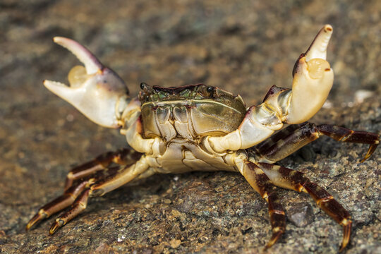 a crab is sitting on a rock