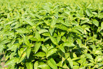 Close-up of Green Basil leaves (Ocimum basilicum) in the farmland of Changhua, Taiwan. - obrazy, fototapety, plakaty