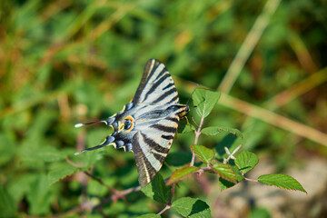 Iberian Scarce Swallowtail. Iphiclides feisthamelii