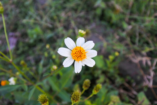 top and front view of a Romerillo (Bidens alba) flower with white petals and yellow pistils blooming beautifully against a blurred background of shrubs