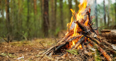 Small burning fire in the forest in cloudy weather. Low angle shot of the fire in the forest....