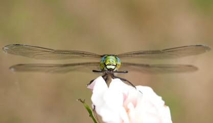 Close up of dragonfly aeshna 3