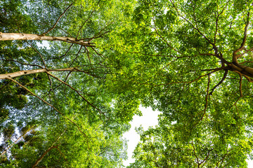 Fototapeta premium Low angle view of green trees with the blue sky background
