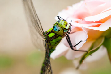 Close up of dragonfly aeshna 5 © Alexandre