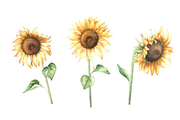 Obraz premium Watercolor set of hand drawn sunflower flowers