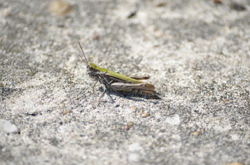 grasshopper on the ground