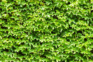 Close-up of green leaves as a background