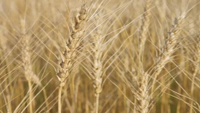 Golden wheat colossus with blue sky backgrond. 4k video footage in slow motion