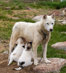 Chained Greenland Dogs in  the settlement of Qeqertarsuaq, Disko Island, Western Greenland. The breed is strictly protected north of the arctic circle