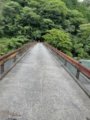 Fototapeta premium bridge in the forest