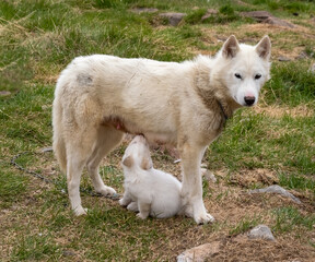 Naklejka na ściany i meble Greenland Dog mother feeding her cubs in he settlement of Qeqertarsuaq, Disko Island, Western Greenland. The breed is strictly protected north of the arctic circle